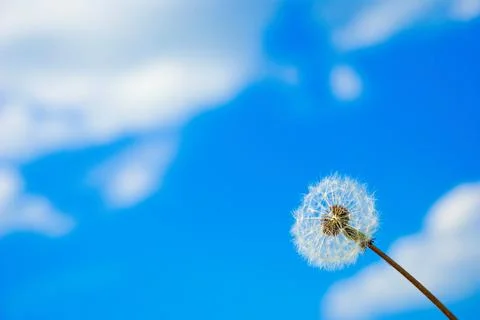 Dandelion Stock Photos