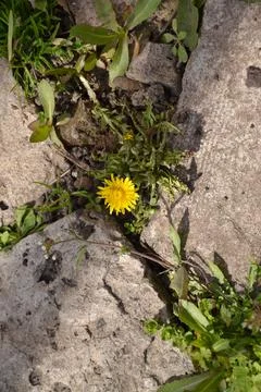 Dandelion Stock Photos