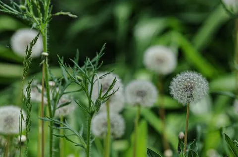 Dandelion Stock Photos