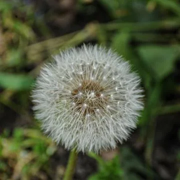 Dandelion Stock Photos