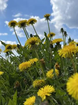 Dandelion Foto stock