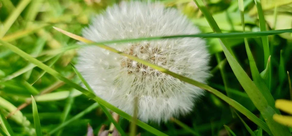 Dandelion Stock Photos