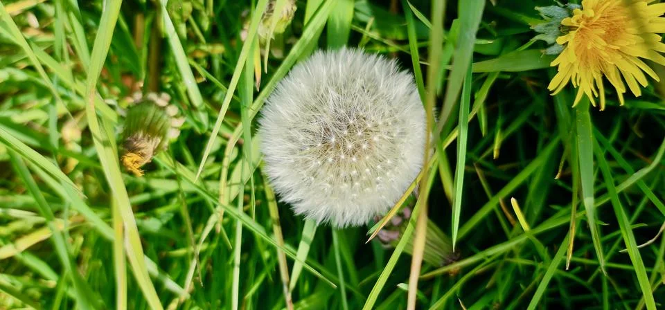 Dandelion Stock Photos
