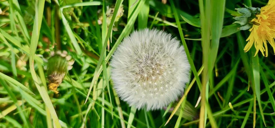 Dandelion Stock Photos