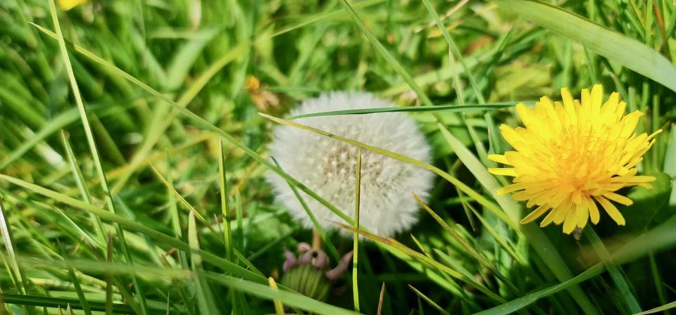 Dandelion Stock Photos