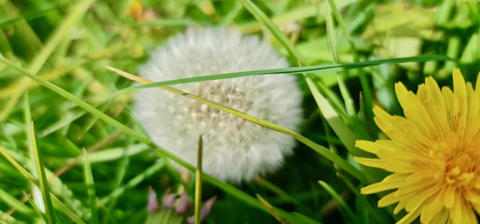 Dandelion Stock Photos