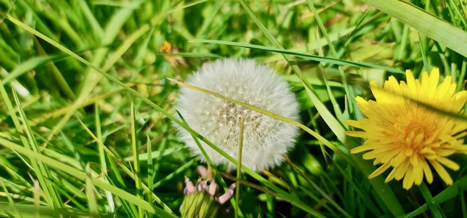 Dandelion Stock Photos