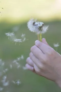 Dandelion Stock Photos