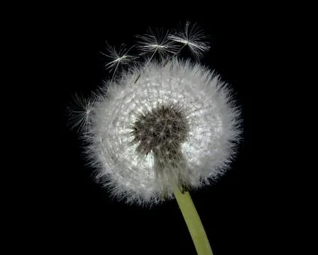 Dandelion Stock Photos