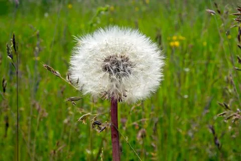Dandelion Stock Photos