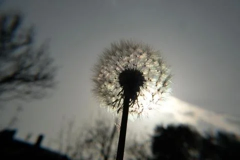 Dandelion Stock Photos