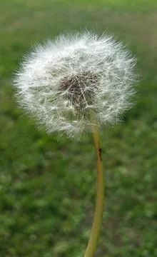 Dandelion Stock Photos