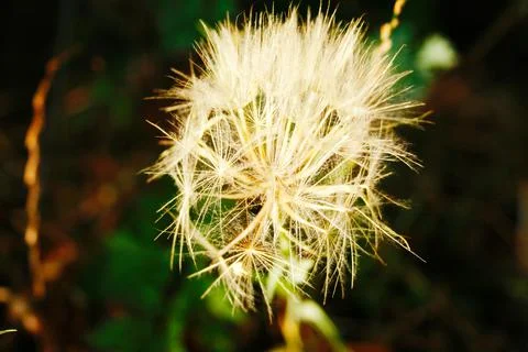 Dandelion Stock Photos