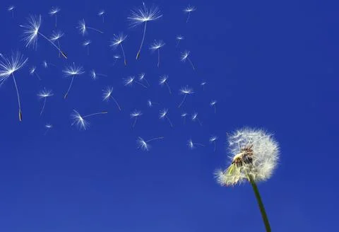 Dandelion Stock Photos