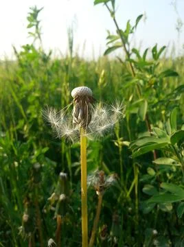 Dandelion Stock Photos
