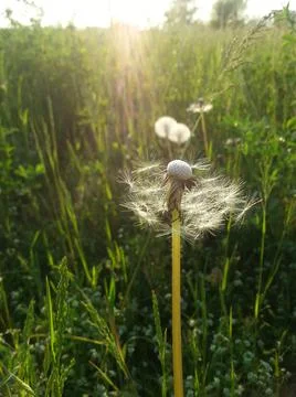 Dandelion Stock Photos