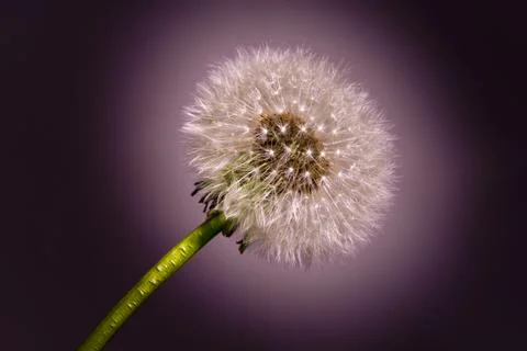 The Dandelion Stock Photos