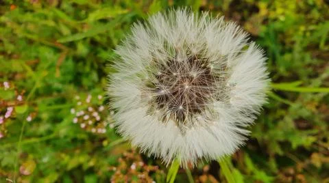 Dandelion Foto stock