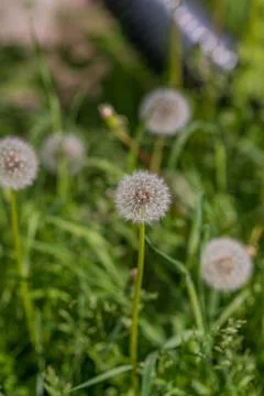 Dandelion 스톡 사진