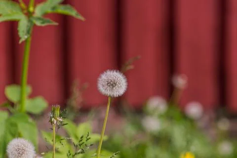 Dandelion Stock Photos