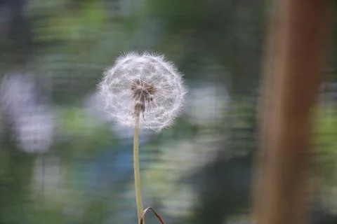 Dandelion Stock Photos