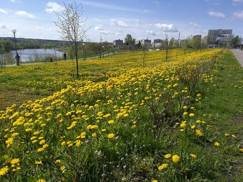 Dandelion Stock Photos