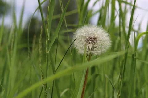 Dandelion Stock Photos