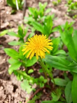 Dandelion Stock Photos
