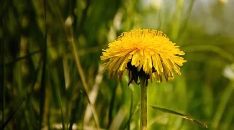 Dandelion 库存照片