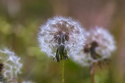 Dandelion 库存照片