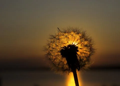 Dandelion Stock Photos