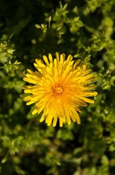 Dandelion Stock Photos