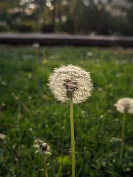 Dandelion Stock Photos