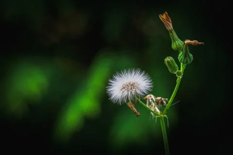 Dandelion Stock Photos