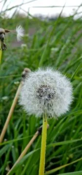 Dandelion Foto stock