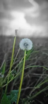 Dandelion Stock Photos