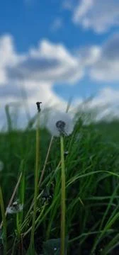 Dandelion Foto stock