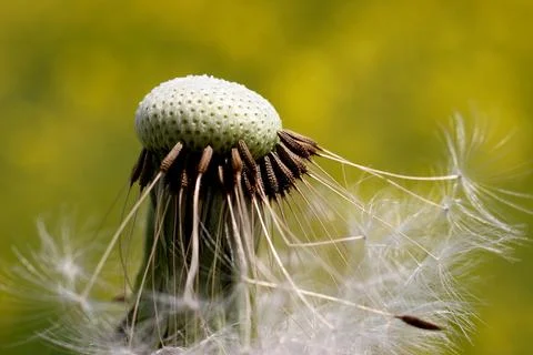 Dandelion Foto stock