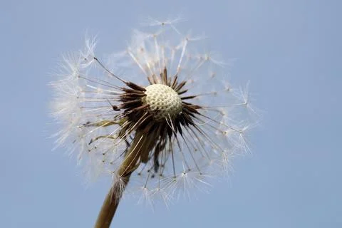 Dandelion Foto stock