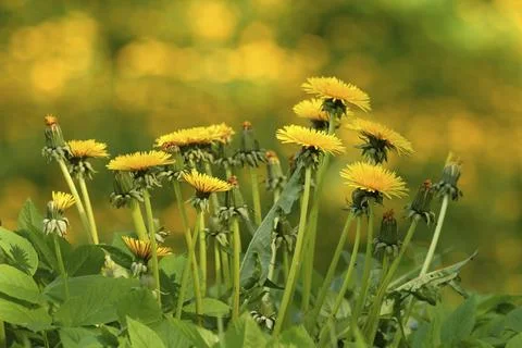 Dandelion Foto stock