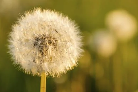 Dandelion Foto stock