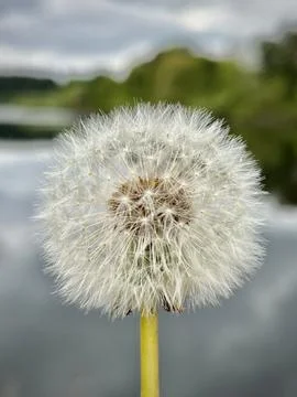 Dandelion Stock-Fotos