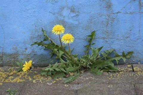 Dandelion Stock Photos