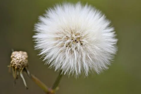 Dandelion Stock Photos