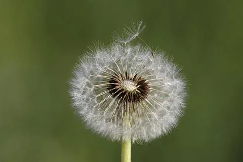Dandelion Stock Photos