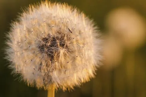 Dandelion Stock Photos