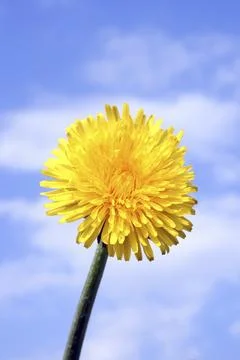 Dandelion Stock Photos