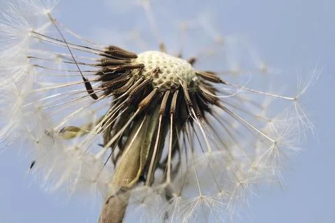Dandelion Stock Photos