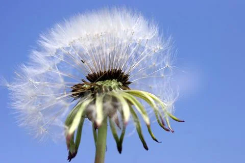 Dandelion Stock Photos