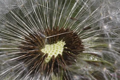 Dandelion Foto stock